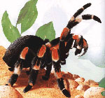 Hur man bryr sig om tarantula spindlar Hur man bryr sig om tarantula spindlar