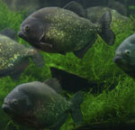 Piranhas i ditt akvarium