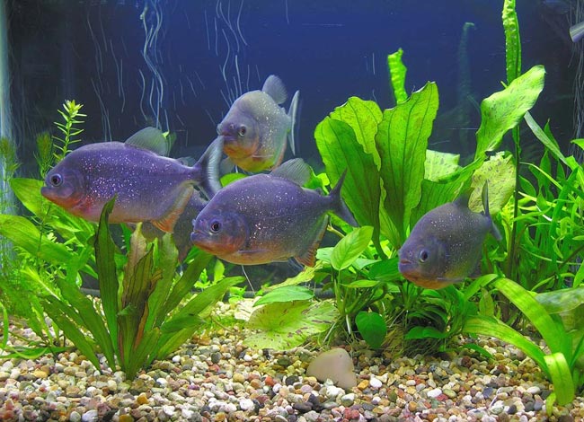 Piranhas i ditt akvarium