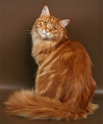Maine Coon kattras