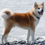 Ras av hundar: Akita Inu