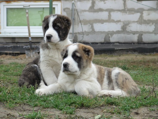 Rasen av Alabai hundar (Central Asian Shepherd Dog)