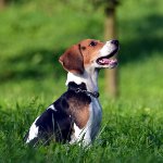 Ras av beaglehundar