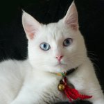 Ras av vita katter