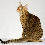 Ras av katter: ocicat Ras av katter: ocicat
