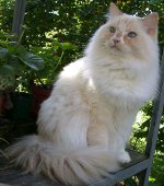 Ras av katter: ragamuffin