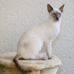 Kattraser: Siamese katt Kattraser: Siamese katt