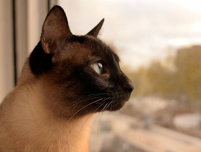 Kattraser: Siamese katt