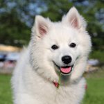 Ras av hundar: American Spitz