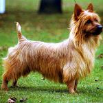 Hundraser: Australian Terrier