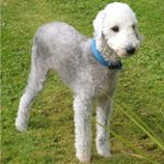 Hundraser: bedlington terrier Hundraser: bedlington terrier