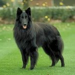 Hundraser: Belgian Shepherd Dog Grunendal Hundraser: Belgian Shepherd Dog Grunendal