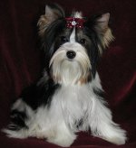 Hundraser: Yorkshire terrier Hundraser: Yorkshire terrier