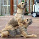 Hundraser: gränserterrier