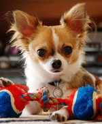 Ras av hundar: chihuahua Ras av hundar: chihuahua