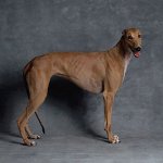 Hundraser: Greyhound Hundraser: Greyhound