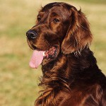 Hundraser: Irish Setter Hundraser: Irish Setter