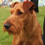 Hundraser: Irländsk Terrier Hundraser: Irländsk Terrier