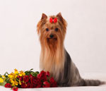 Ras av hundar. Yorkshire Terrier