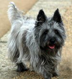 Hundraser: kärnterrier