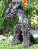 Hundraser: Kerry-Blue Terrier Hundraser: Kerry-Blue Terrier