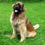 Hundraser: leonberger Hundraser: leonberger