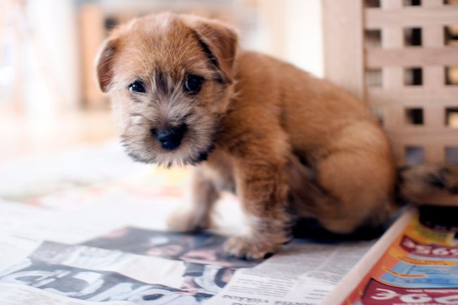 Ras av hundar: Norfolk Terrier