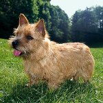 Ras av hundar: Norwich Terrier Ras av hundar: Norwich Terrier