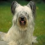 Hundraser: Skye Terrier Hundraser: Skye Terrier