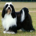 Hundraser: Tibetansk Terrier Hundraser: Tibetansk Terrier
