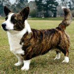Hundraser: welsh corgi cardigan