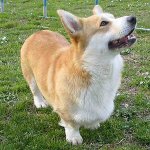 Ras av hundar: welsh corgi pembroke