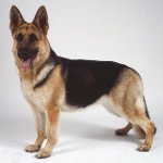 Hundraser: Östeuropas herdehund Hundraser: Östeuropas herdehund