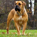 Ras av hundar: Sydafrikansk Boerboel Ras av hundar: Sydafrikansk Boerboel