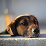 Hunden har förlorat: vad ska man göra?