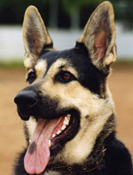 Metoder för träning och träningshundar