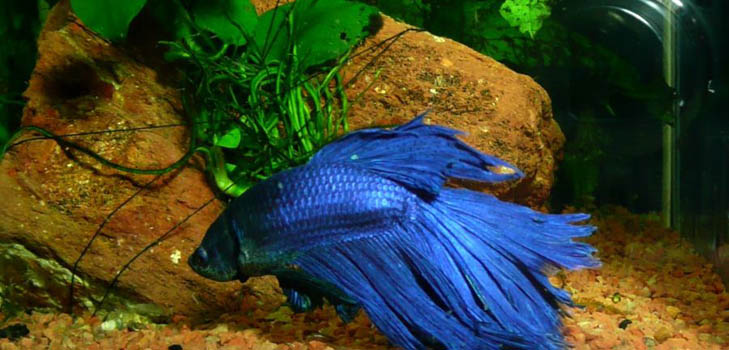 Cockfish: vård, innehåll, näring