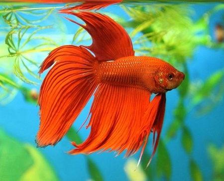 Cockfish: vård, innehåll, näring