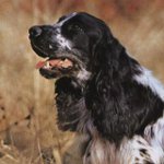 Ryska jakt spaniel