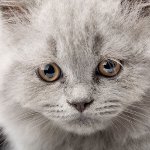 Kräkningar i en katt