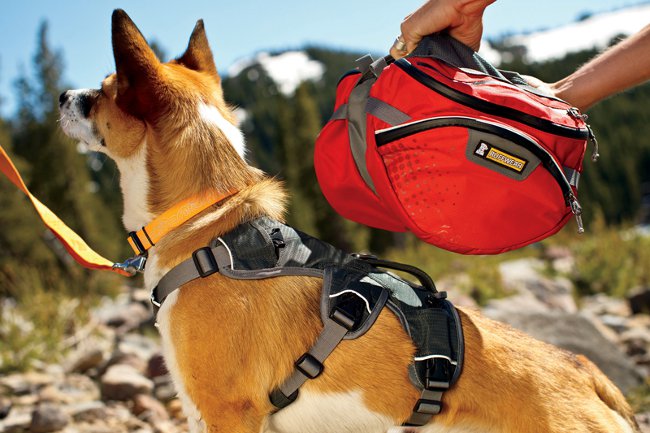 Ryggsäck för en hund