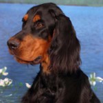 Skotsk setter (Gordon Setter)