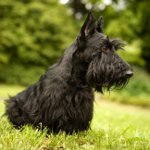 Skotsk terrier (Scotch Terrier)