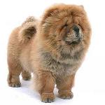 Chow Chow Dog: Funktioner och vård