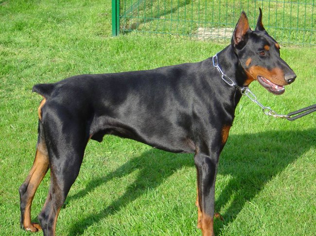 Dog Doberman