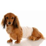 Hund efter operationen: vårdregler