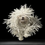 Hundkulor