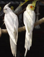 Innehållet i Corellas papegojor Innehållet i Corellas papegojor