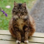 Gamla katter: egenskaper av vård