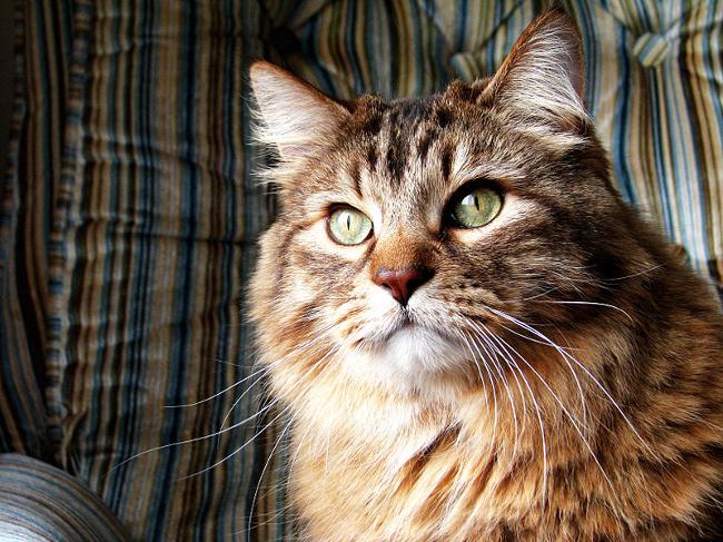 Gamla katter: egenskaper av vård